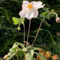 Anemone hyb. 'Coup d'Argent'  2L