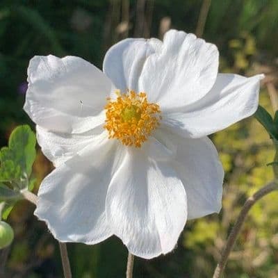 Anemone hyb. 'Coup d'Argent'  2L