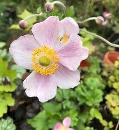 Anemone hyb.'September Charm'  2L