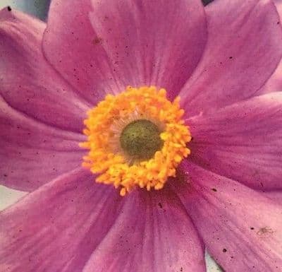 Anemone hyb. 'Serenade'  9cm  SOLD OUT