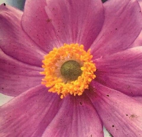 Anemone hyb. 'Serenade'  9cm  SOLD OUT