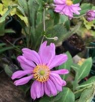 Anemone hybrida 'Pamina' 2L