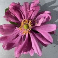 Anemone hybrida 'Pamina' 2L