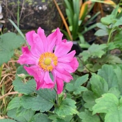 Anemone hybrida 'Pamina' 2L