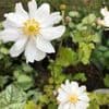 Anemone hybrida 'Whirlwind'  3L