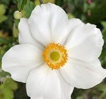 Anemone jap. 'Honorine Jobert'   2L