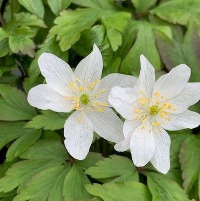 Anemone nemerosa   1L