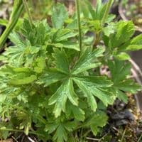 Anemone sylvestris 2L