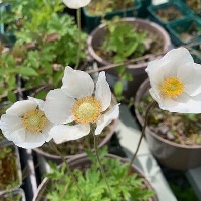 Anemone sylvestris 2L