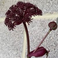 Angelica gigas  2L  SOLD OUT