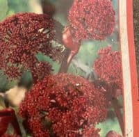 Angelica gigas  2L  SOLD OUT