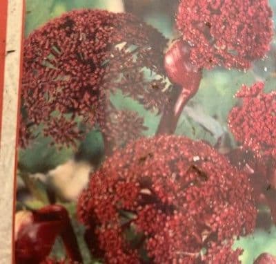 Angelica gigas  2L  SOLD OUT