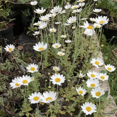 Anthemis cupaniana ssp cupaniana  2L