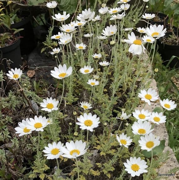 Anthemis cupaniana ssp cupaniana  2L