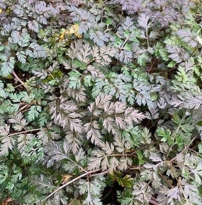 Anthriscus sylvestris 'Ravenswing'  2L
