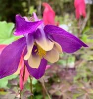 Aquilegia 'Rose & Ivory'  9cm