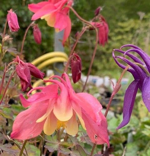 Aquilegia 'Rose & Ivory'  9cm