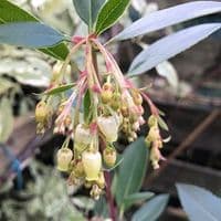 Arbutus andrachne  AGM 30L ready 2026 60-90cms