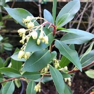 Arbutus andrachne  AGM 30L ready 2026 60-90cms