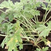 Artemesia abs.'Lambrook Mist'  3L