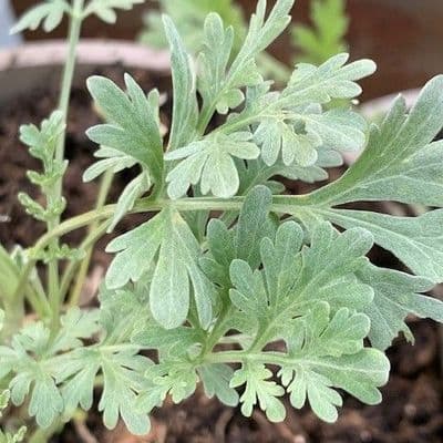 Artemesia abs.'Lambrook Mist'  3L