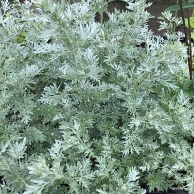 Artemesia abs. 'Lambrook Silver'  2L  SOLD OUT
