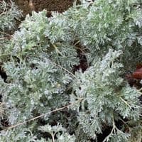 Artemesia 'Powys Castle' 1L