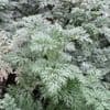Artemesia 'Powys Castle' 1L