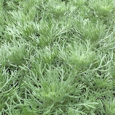 Artemesia schmidtiana Nana  9cm