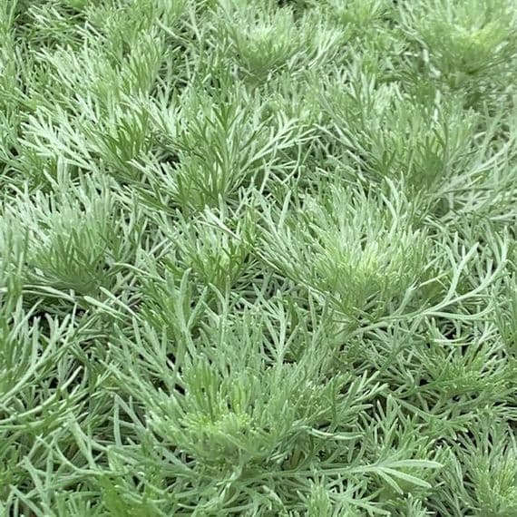 Artemesia schmidtiana Nana  9cm