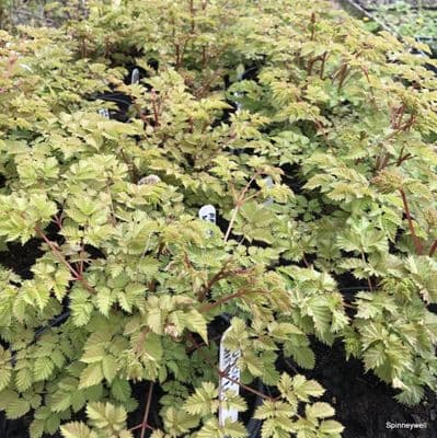 Aruncus 'Misty Lace' 5L