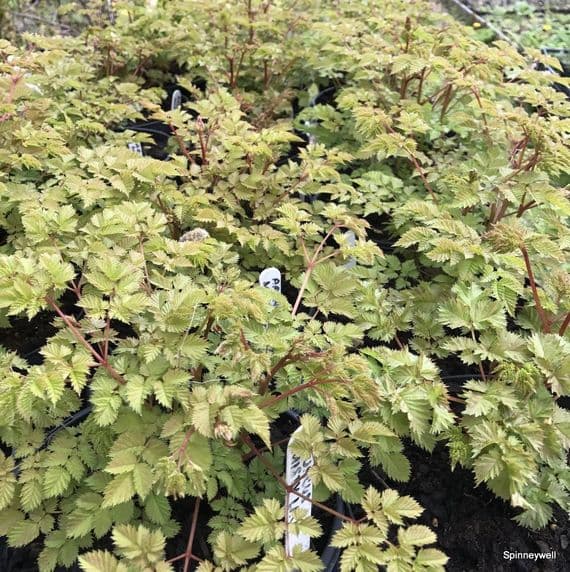 Aruncus 'Misty Lace' 5L