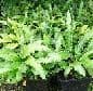 Asplenium scolopendrium 1L