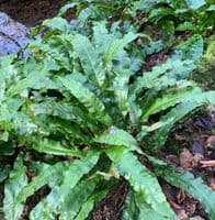Asplenium scolopendrium  2L