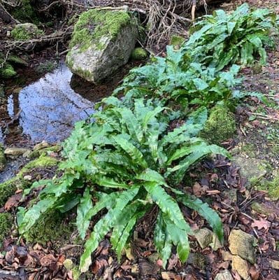Asplenium scolopendrium  2L