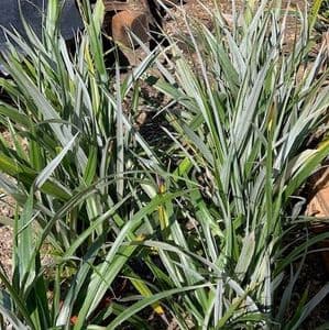 Astelia 'Silver Spear'   15L