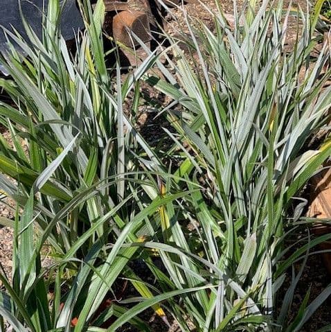 Astelia 'Silver Spear'   5L