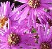 Aster amellus 'Rosa Erfullung'  2L