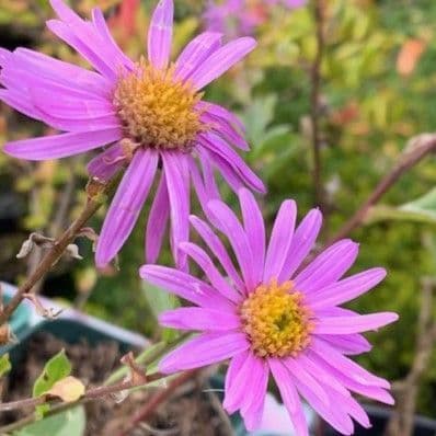 Aster amellus 'Rosa Erfullung'  2L