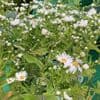 Aster 'Chloe' (Symphyotrihum lateriflorus) 9cm