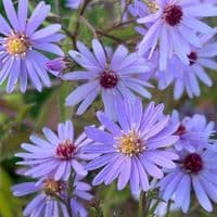 Aster cordifolius 'Little Carlow'  1L  SOLD OUT