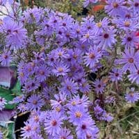 Aster cordifolius 'Little Carlow'  1L  SOLD OUT
