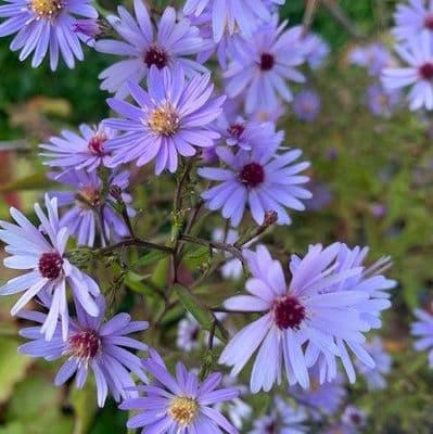 Aster cordifolius 'Little Carlow'  1L  SOLD OUT
