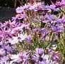 Aster cordifolius 'Little Carlow' 2L