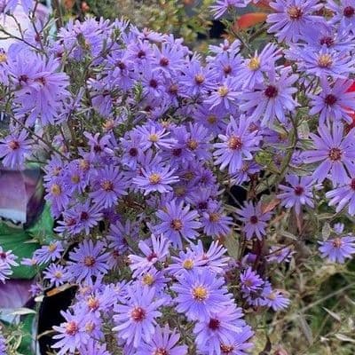 Aster cordifolius 'Little Carlow' 2L