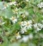 Aster divaricatus  3L