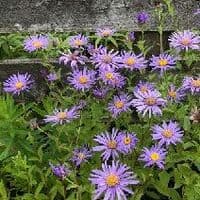 Aster frikartii 'Monch'   9cm