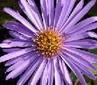Aster frikartii 'Monch'   9cm