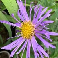 Aster frikartii 'Wunder von Stafa'  9cm