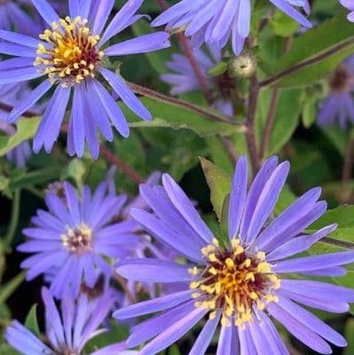 Aster frikartii 'Wunder von Stafa'  9cm